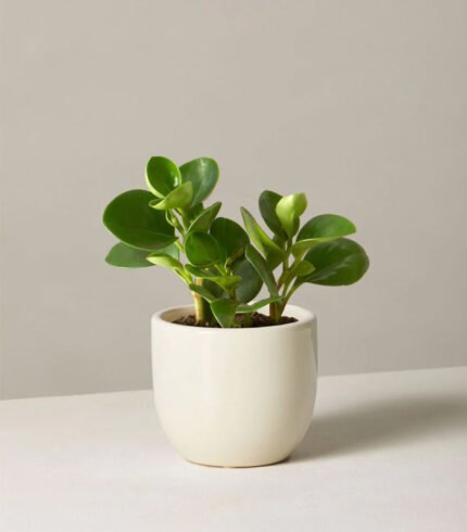 Peperomia Obtusifolia